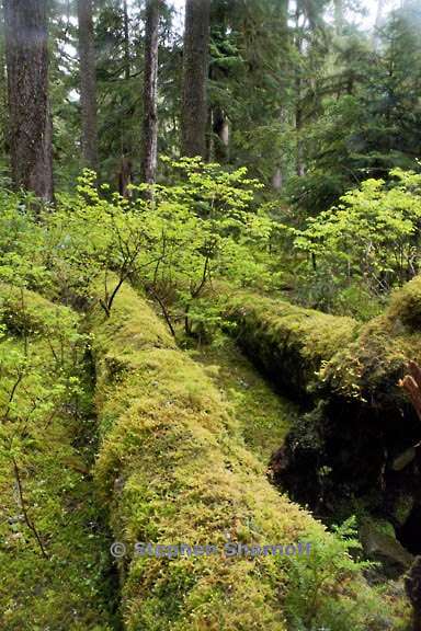 mossy log 3567 2 graphic